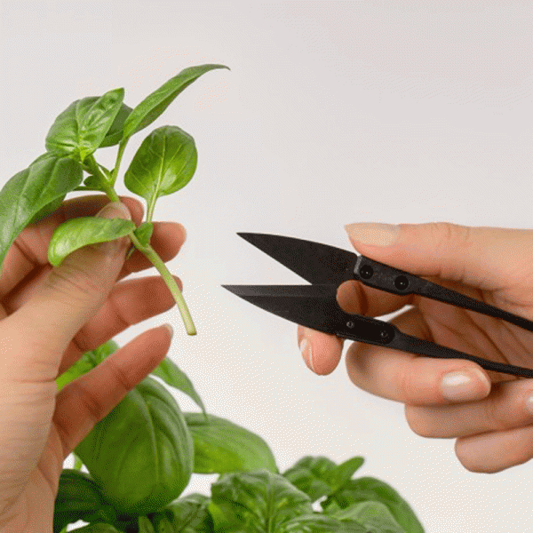 Mini-ciseaux à herbes Véritable
